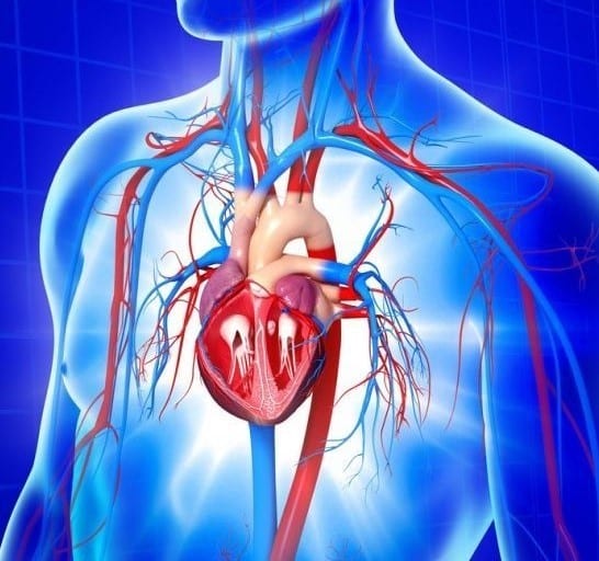 Anatomical illustration showing the human heart and major blood vessels in the upper chest