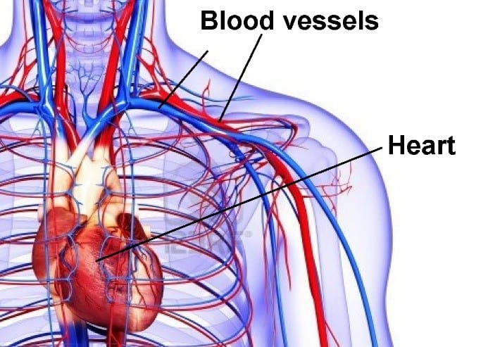 Medical illustration showing the human heart and blood vessels in the chest