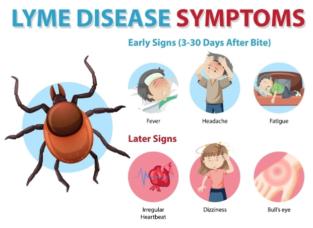 Infographic showing lyme disease symptoms